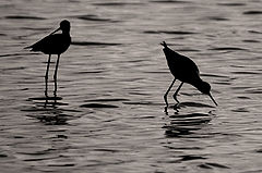 photo "Birds"