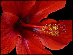 photo "Red"