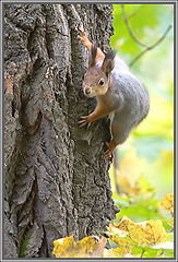 photo "Curious fiber."