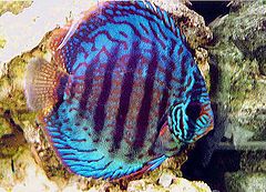 photo "" Discus ""