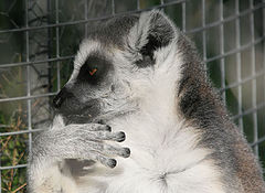 photo "Lisbon Zoo - 09/20"