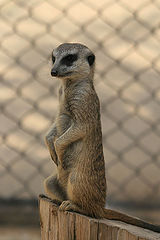 photo "Lisbon Zoo - 12/20"
