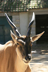 photo "Lisbon Zoo - 13/20"