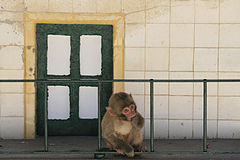 photo "Lisbon Zoo - 14/20"