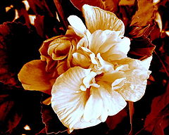 фото "Flower in Sepia"