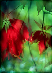 photo "Bagrjanki"