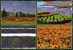 photo "Flower festival on VVC at 2005"
