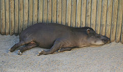photo "Lisbon Zoo - 15/20"