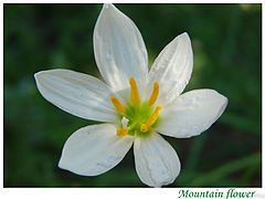 фото "Mountain flower"
