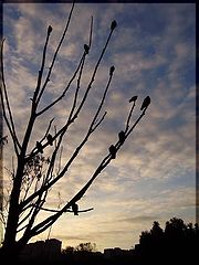 photo "Sad morning"