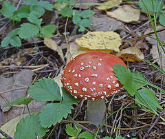 photo "Last mushroom"