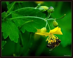 фото "hungry bee"