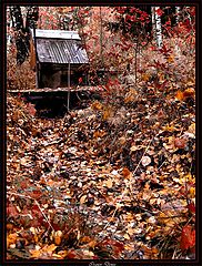 photo "***"