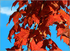 photo "***"