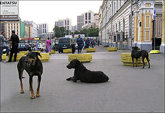 photo "City of banks and vagrant dogs."