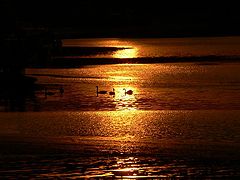 photo "Swans at sunset"