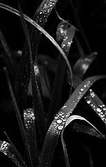 фото "***"