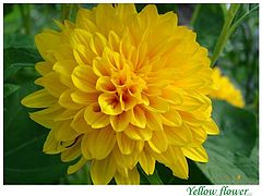 photo "Yellow flower"