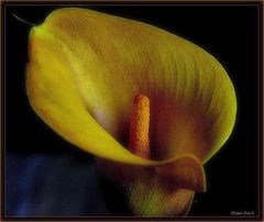 фото "for everyone a flower"