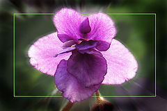photo "***"