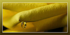 photo "Tears of a rose"