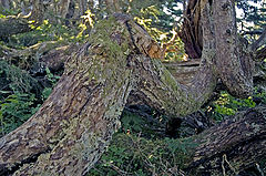 фото "Even trees die"