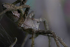 фото "Spider"