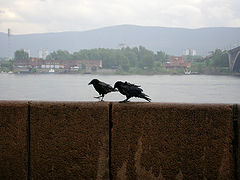 photo "***"