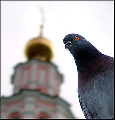photo "***"
