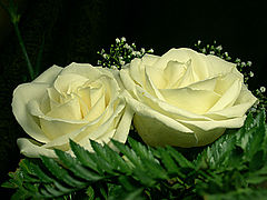 photo "The two white roses"