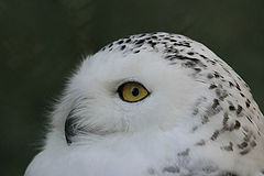 photo "Lisbon Zoo - 19/20"