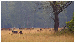 photo "Morning landscape with cows."