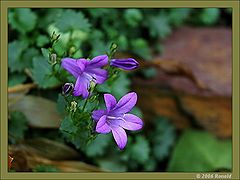 photo "late flower"