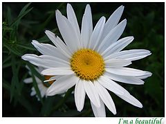 фото "I`m a beautiful"