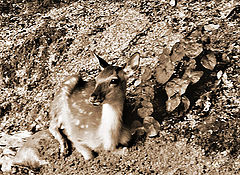 фото "Bembi"