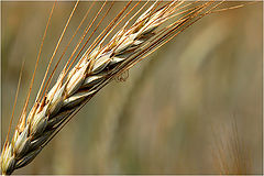 photo "The Wheat & The Spider"