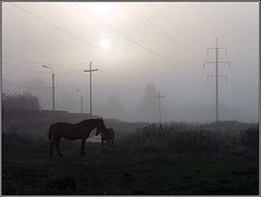 фото "Туманным утром"