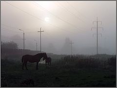 photo "In the foggy morning"