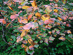 photo "All autumn colors"