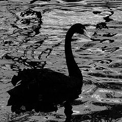 photo "Black on black"