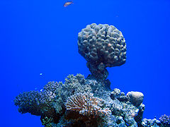 photo "Coral explosion"