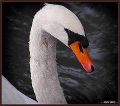 фото "swan"