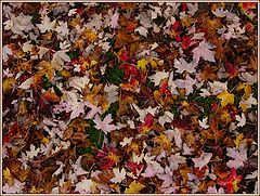 photo "Autumn Carpet"