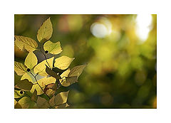 photo "***"