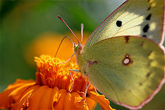 photo "The Chinese butterfly"