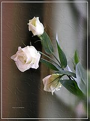 photo "***"