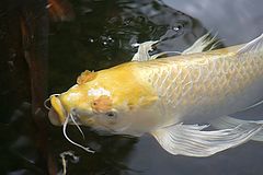 photo "Old Fish"
