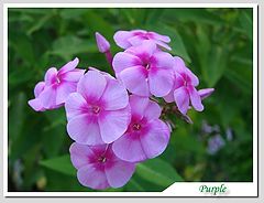 фото "Purple Delicacy"