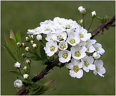 photo "Spiraea"