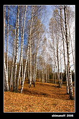 фото "farewell"